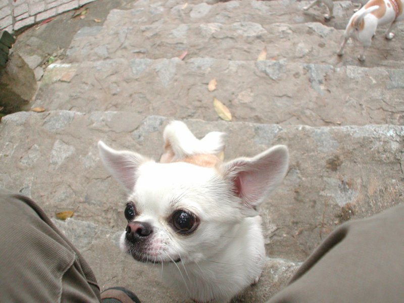 Giwawa