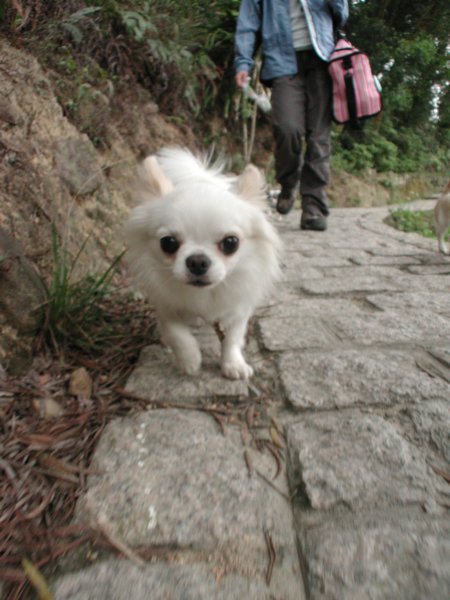Giwawa