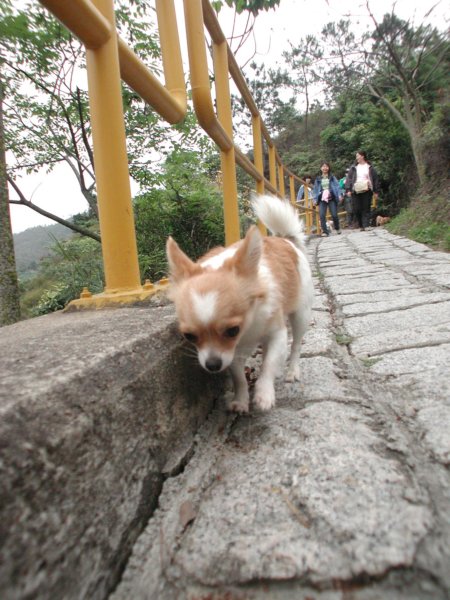 Giwawa