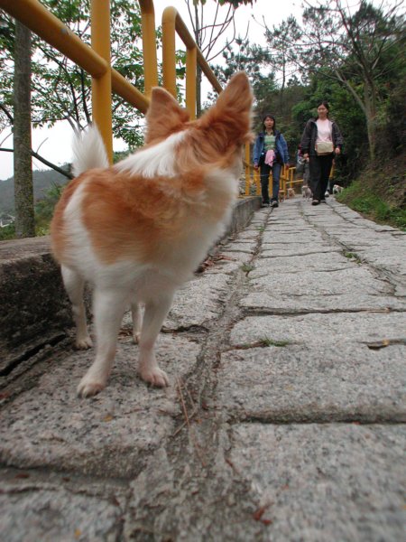 Giwawa
