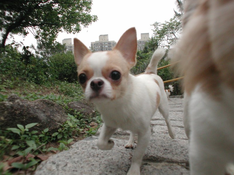 Giwawa