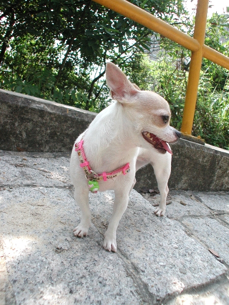 Giwawa