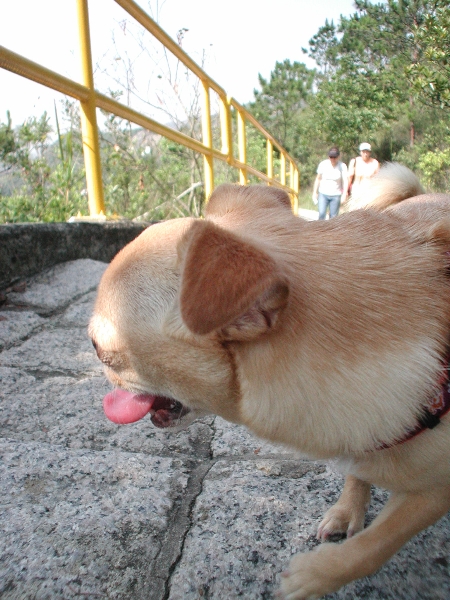 Giwawa