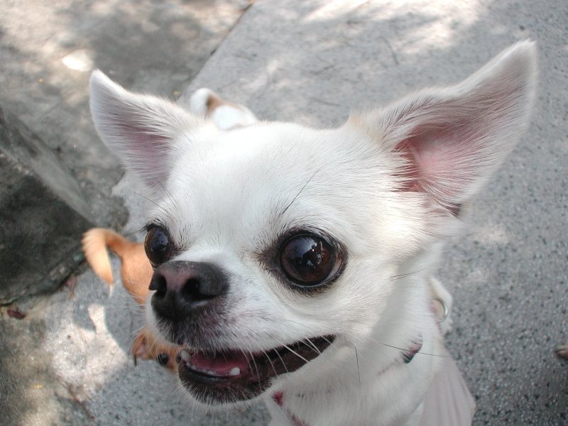 Giwawa