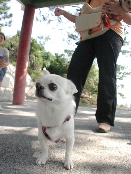 Giwawa