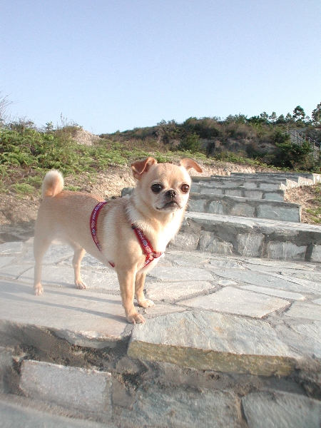 Giwawa
