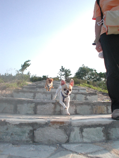 Giwawa