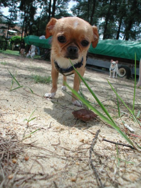 Giwawa