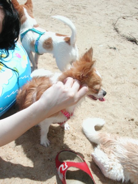Giwawa