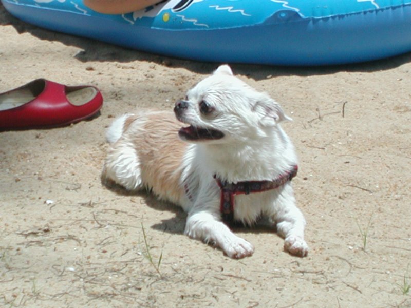 Giwawa