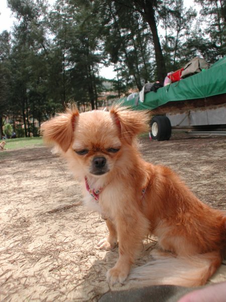 Giwawa