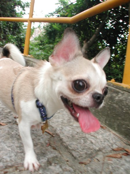 Giwawa