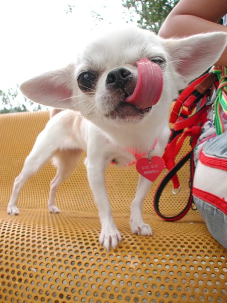 Giwawa