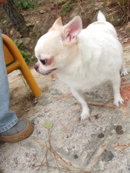 Giwawa