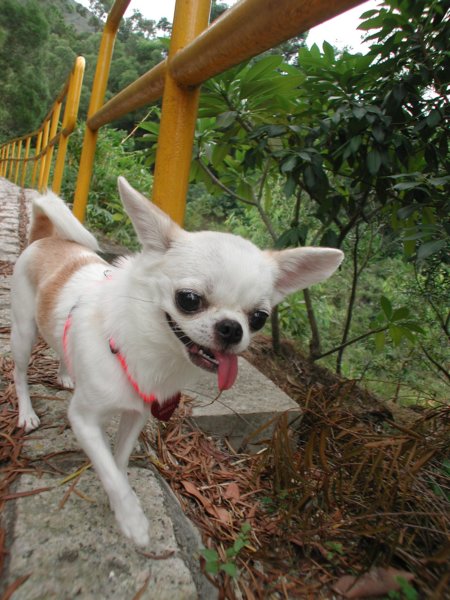 Giwawa