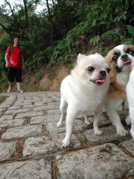 Giwawa