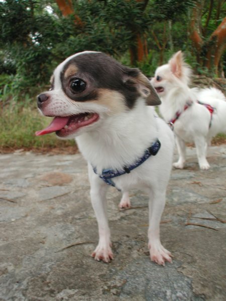 Giwawa