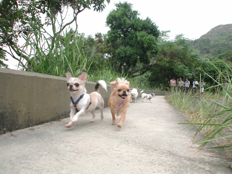 Giwawa