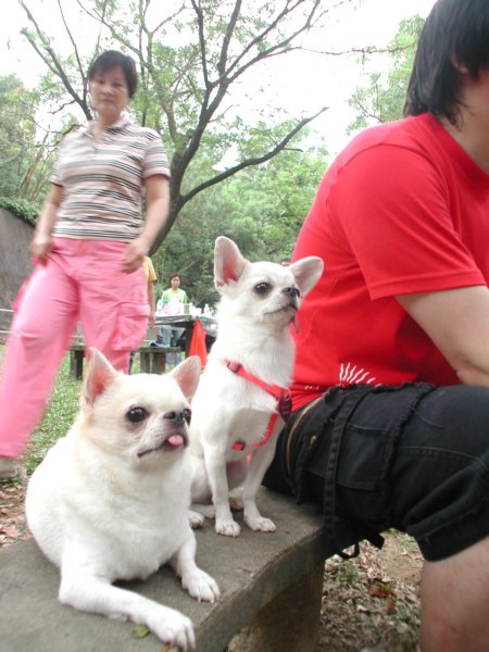 Giwawa