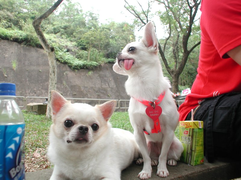 Giwawa