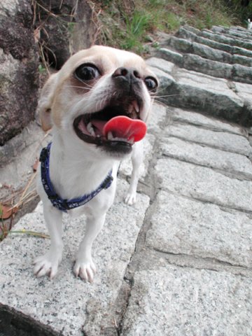 Giwawa