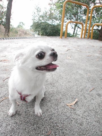Giwawa