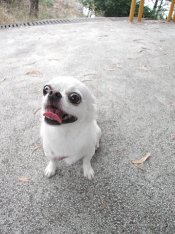 Giwawa