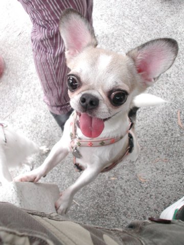Giwawa