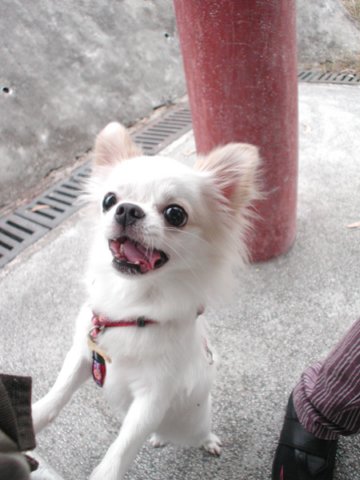 Giwawa