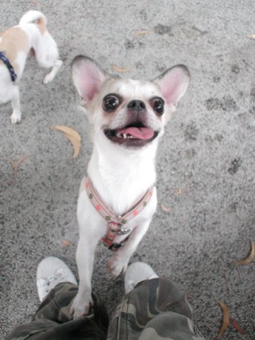Giwawa
