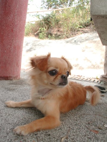 Giwawa