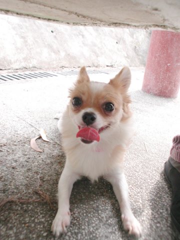 Giwawa