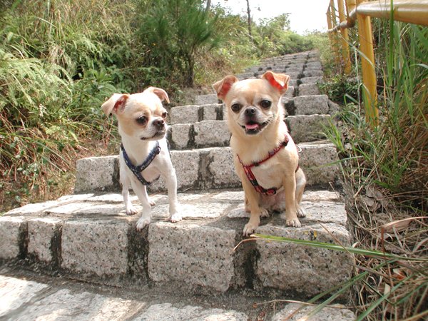 Giwawa