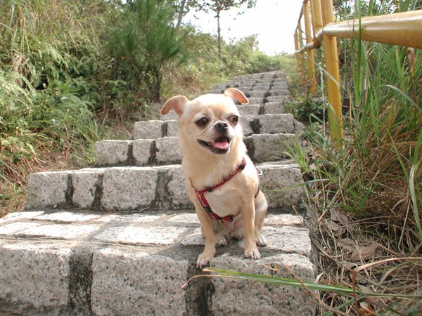 Giwawa