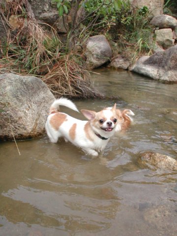 Giwawa