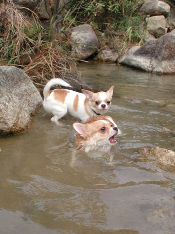 Giwawa