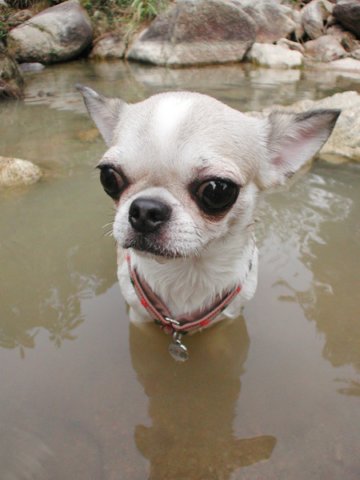 Giwawa