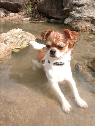 Giwawa