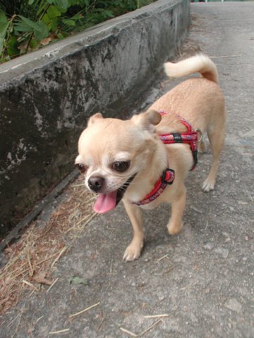 Giwawa
