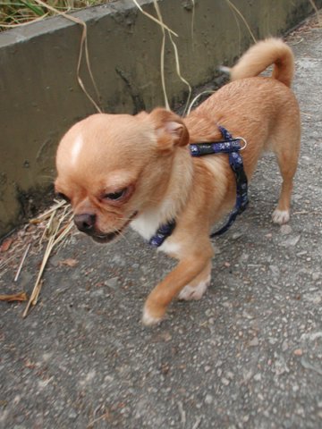 Giwawa