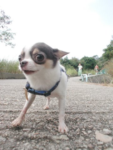 Giwawa