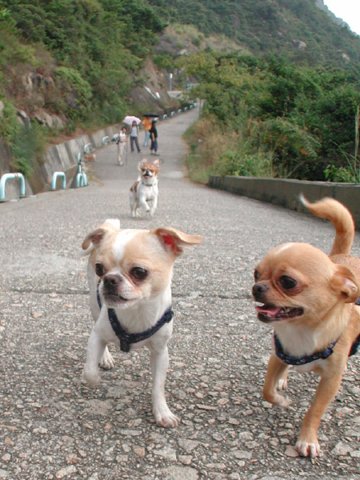Giwawa