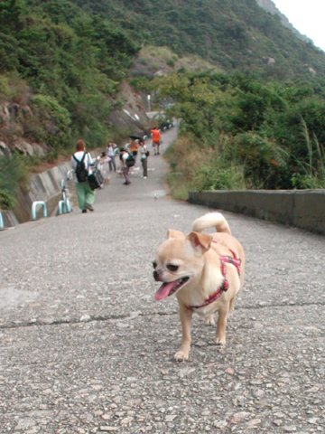 Giwawa