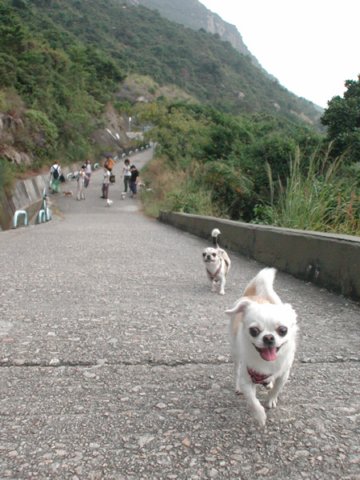 Giwawa