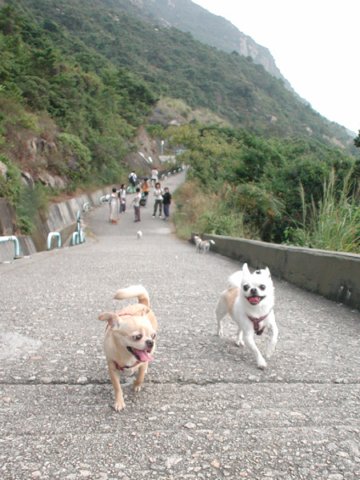 Giwawa