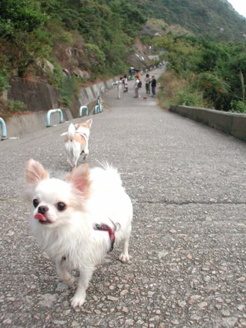 Giwawa