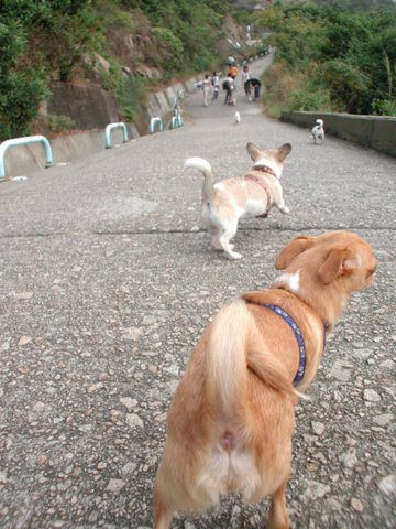 Giwawa