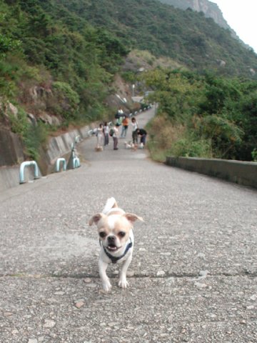 Giwawa