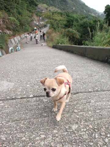 Giwawa