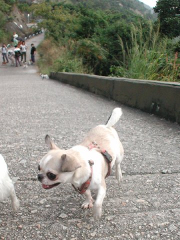Giwawa
